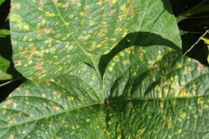 大豆のべと病に要注意！ 発生原因や正しい防除策を知っておこう