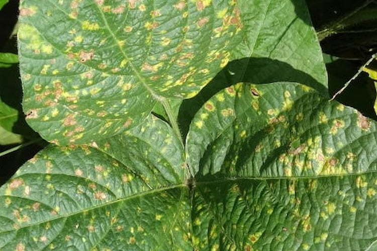 大豆のべと病に要注意！ 発生原因や正しい防除策を知っておこう