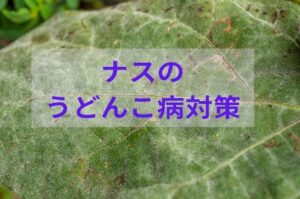 ナスの「うどんこ病」対策！予防と早期防除に使える農薬と栽培管理のポイント
