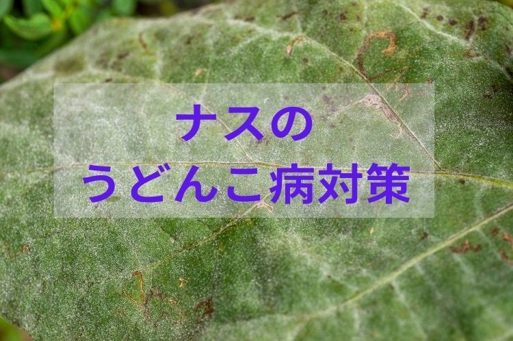 ナスの「うどんこ病」対策！予防と早期防除に使える農薬と栽培管理のポイント