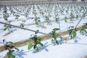 【ナス整枝方法】3本仕立ての支柱の立て方、栽培管理のポイントを解説