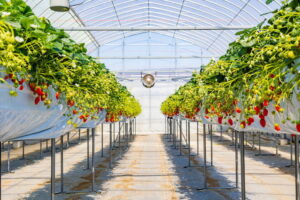 イチゴの収量をアップするには？ 反収の目安と栽培のコツ【生産者向け】