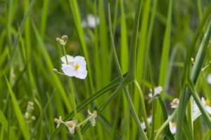 【オモダカの除草対策】難防除雑草の見分け方と、効果的な除草方法