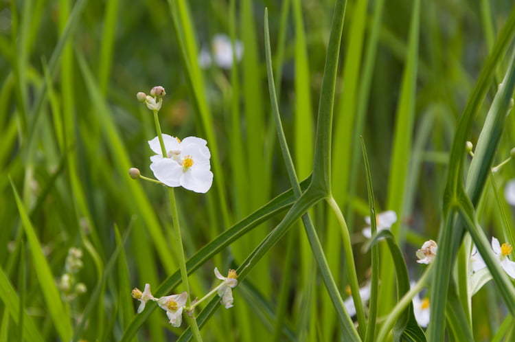 【オモダカの除草対策】難防除雑草の見分け方と、効果的な除草方法