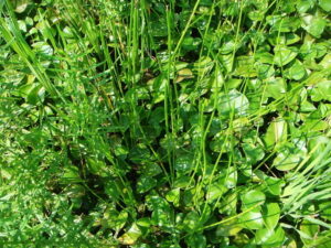 クログワイの除草対策！ 水田雑草を見分けて効果的に防除する方法