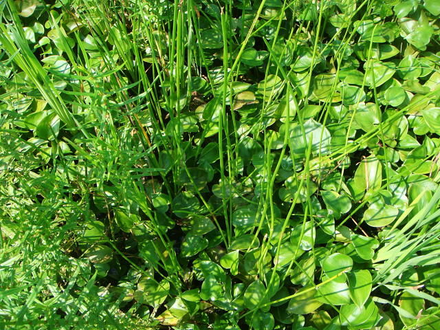 クログワイの除草対策！ 水田雑草を見分けて効果的に防除する方法