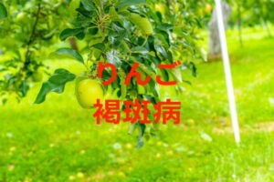 【りんごの褐斑病】防除に使える農薬と、斑点落葉病との見分け方