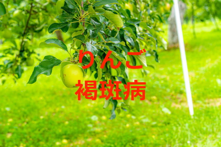 【りんごの褐斑病】防除に使える農薬と、斑点落葉病との見分け方