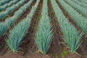 ネギの除草を効率よく！除草剤と機械除草の使い分けのポイント