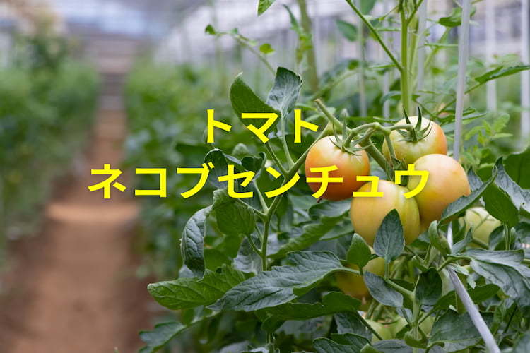 トマトのネコブセンチュウ類を徹底防除！症状・状況別の対策と使える農薬例