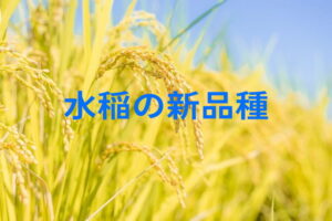 水稲（米）の新品種一覧！主食用・飼料用の“今導入すべき”多収＆新形質米の品種とは
