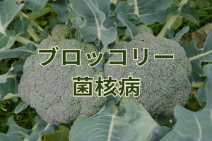 ブロッコリーの菌核病対策は？軟腐病との違いや効果的な農薬
