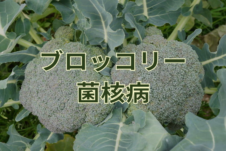 ブロッコリーの菌核病対策は？軟腐病との違いや効果的な農薬