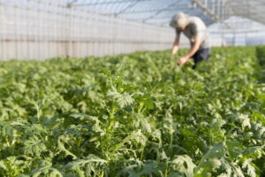 【春菊】農家が抱える悩みやそれを解決する手段と効果とは？年収の目安と抱えがちな悩み、解決策の具体例