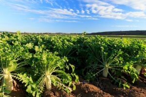 【2023最新】大根の生産量ランキング！ 有名産地の作型・戦略とは