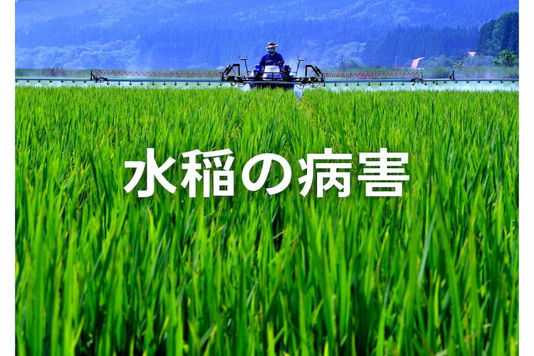 【写真】稲の病気(病害)一覧｜症状・原因と防除対策まとめ