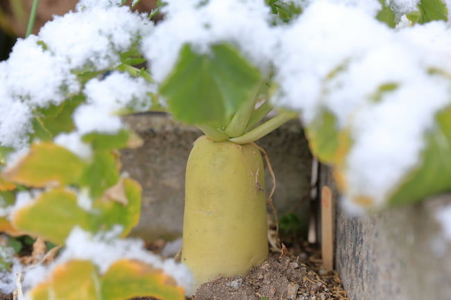 雪が積もった大根畑
