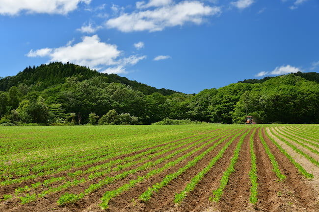 トラクターによる中耕除草