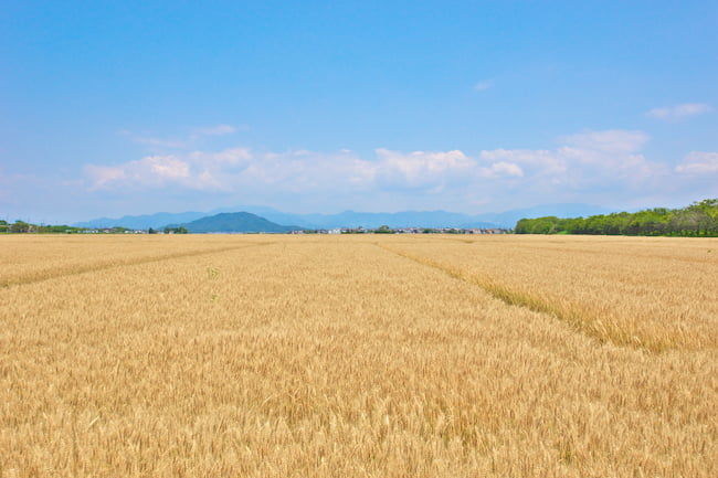 小麦畑