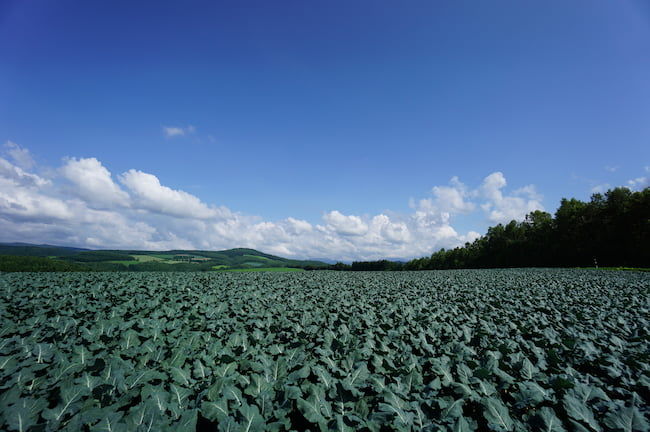 北海道のブロッコリー畑