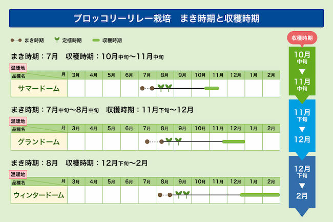 ブロッコリーリレー栽培 まき時期と収穫時期