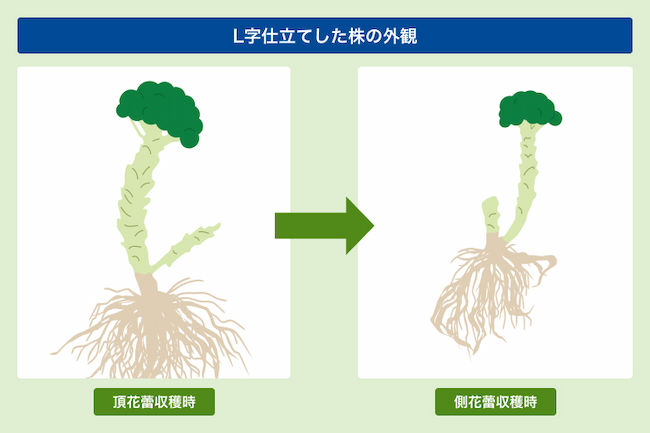 L字仕立てした下部の外観