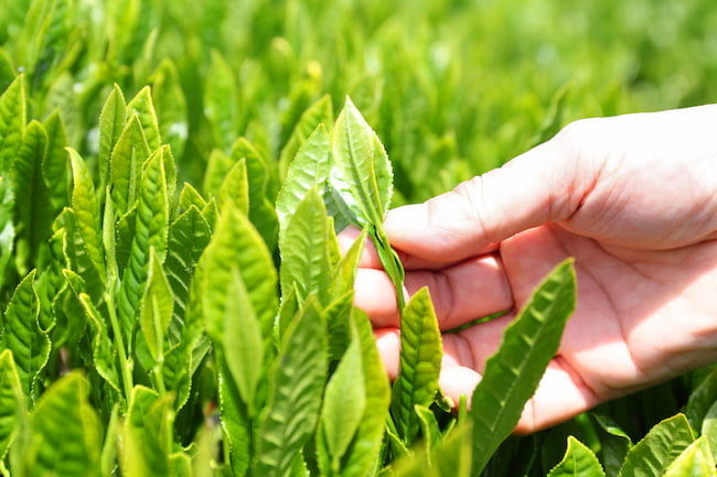 茶畑で茶葉を摘む手