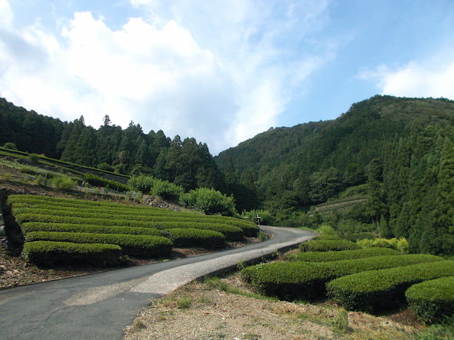 山のお茶畑