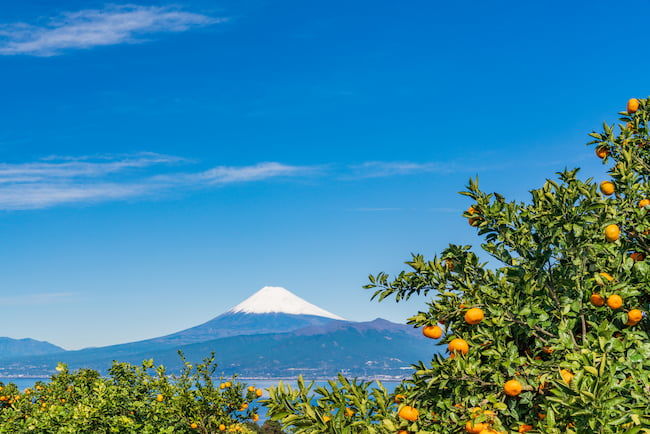 富士山近くのみかん畑