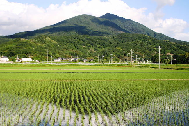 茨城県の水田