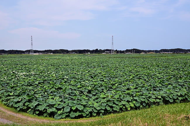 一面に広がる霞ヶ浦のハス田