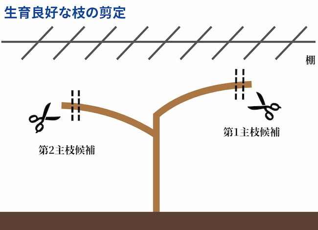 生育良好な枝の剪定