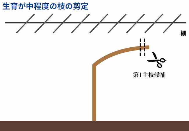 生育が中程度の枝の剪定