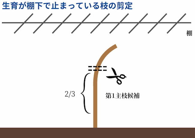 生育が棚下で止まっている枝の剪定