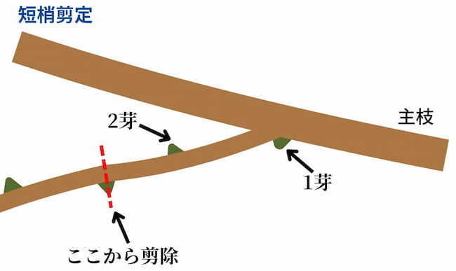 短梢剪定