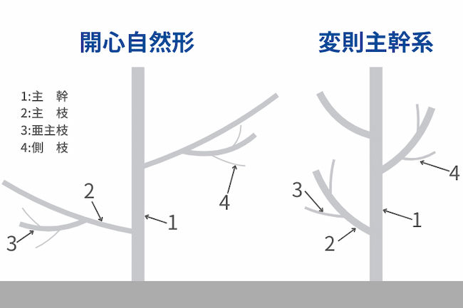 果樹の樹形