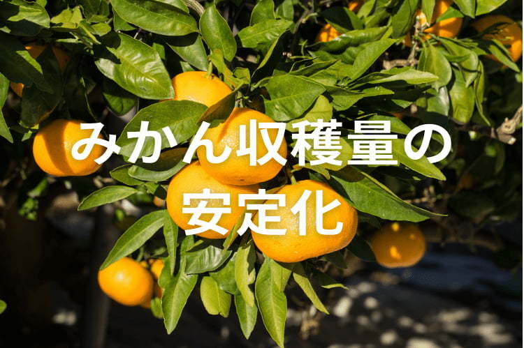 みかんの収穫量が減少する原因とは？安定生産のための対策を解説