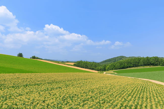 北海道美瑛町 とうもろこし畑の風景