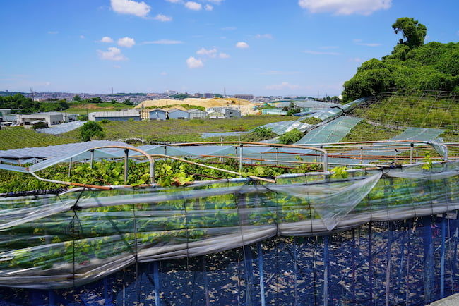 鉢伏山麓のブドウ園