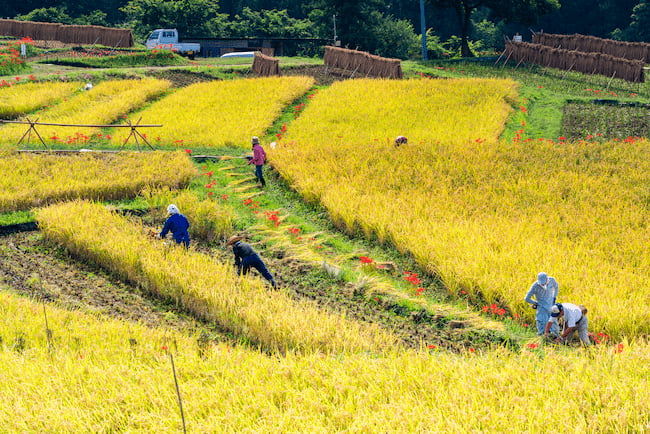 埼玉県秩父の寺坂棚田