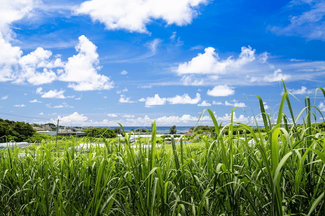 さとうきび畑から臨む海と空