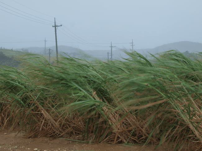 台風のさとうきび畑