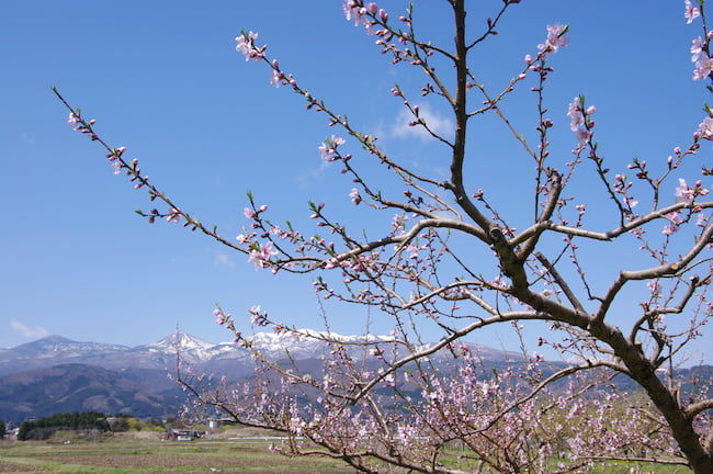 春の桃畑