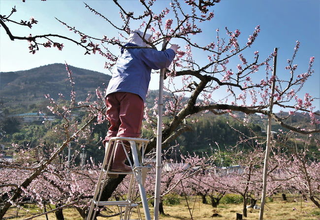 桃の摘花作業