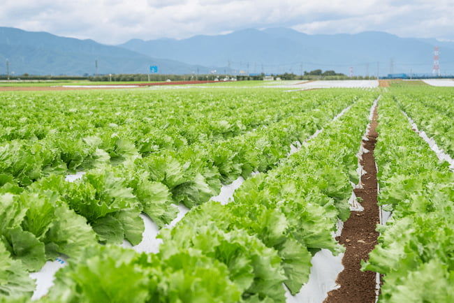 長野県 塩尻市 夏のレタス畑