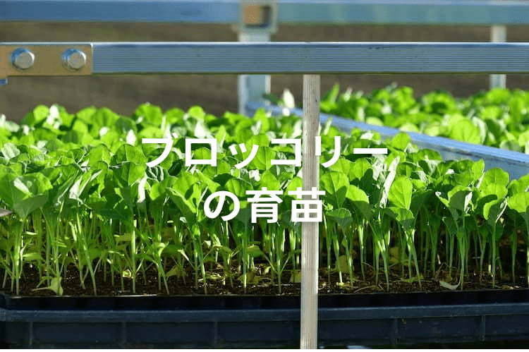 【ブロッコリー育苗】最適な育苗期間と温度管理、徒長を防ぐ方法