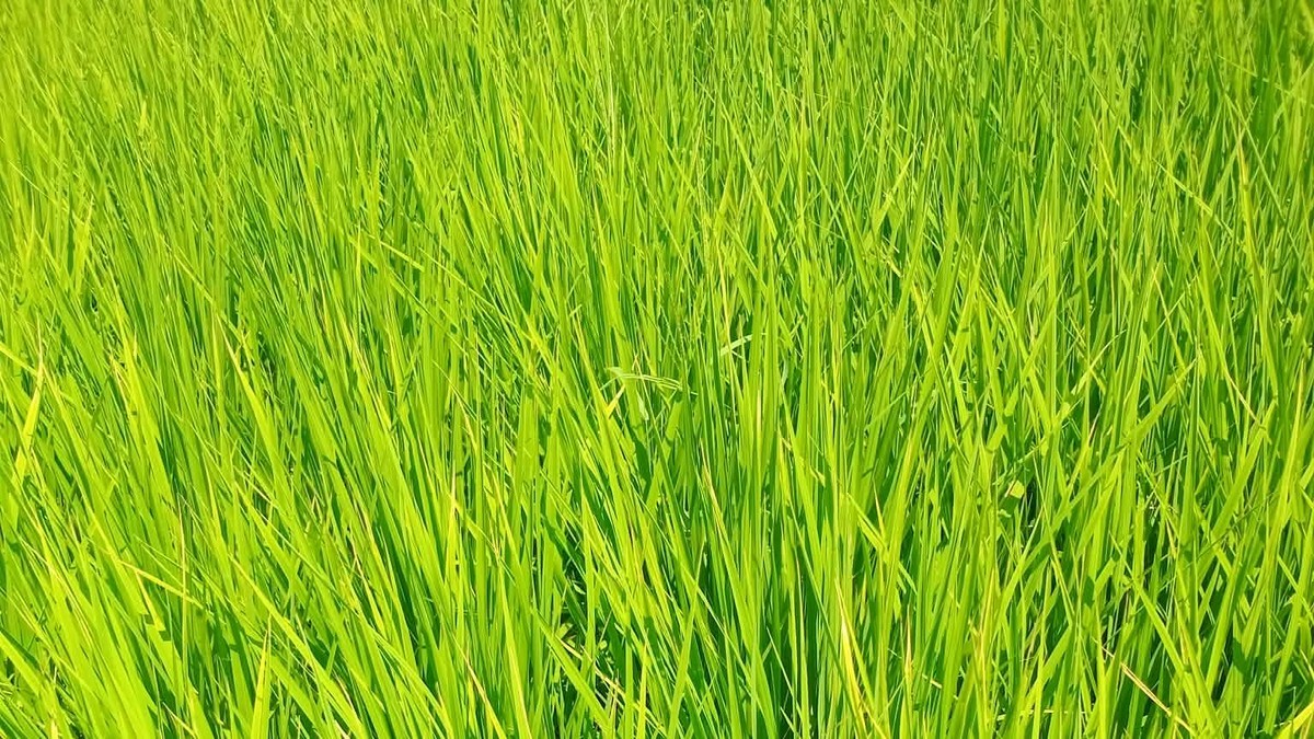 minorasu(ミノラス）の画像