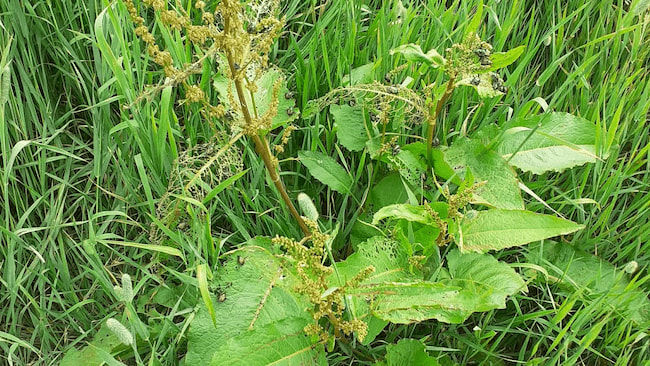 雑草抑制の「三本の矢」