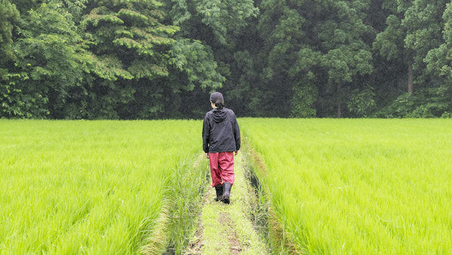 雑草と害虫は、土壌からのメッセージかもしれない