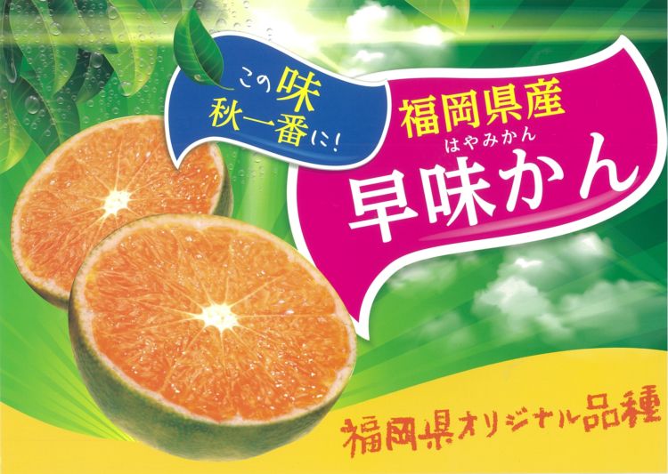 早味かん 福岡県 みかん